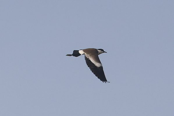 Spur-winged Lapwing